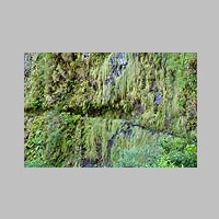 Madeira_2019_11_17_1085_Queimadas-Caldeiro_Verde_und_Caldeiro_Inferno_IMG_9596.jpg